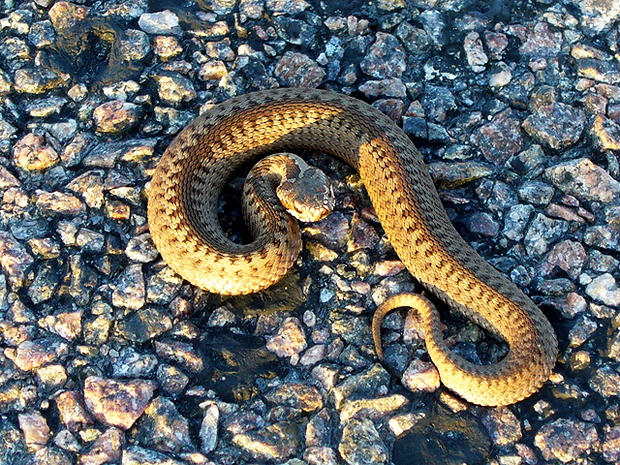 common european viper, snake, snakes, venomous, poisonous, dangerous, deadly 