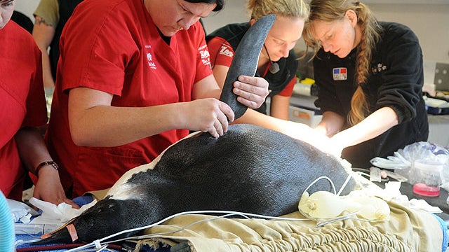 An Emperor penguin which came ashore at Pekapeka beach is treated by vet staff at a zoo in Wellington, New Zealand, June 24, 2011.  
