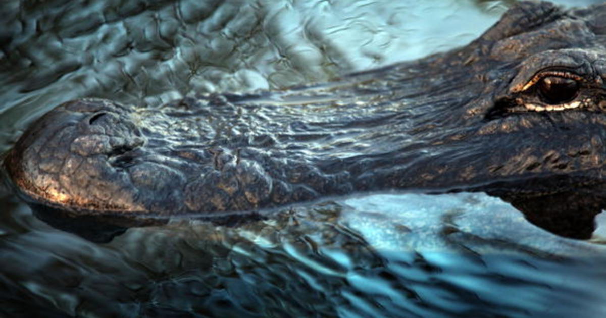 1 dead after alligator attack in South Carolina