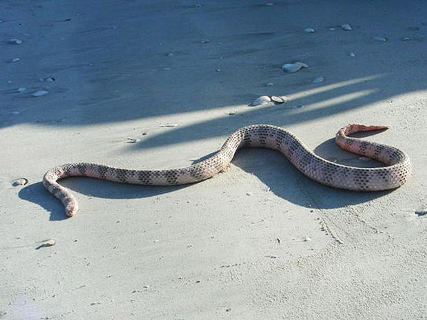 dubois sea snake, venomous, poisonous, snake 