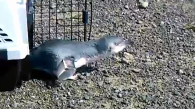 penguin hates mondays 