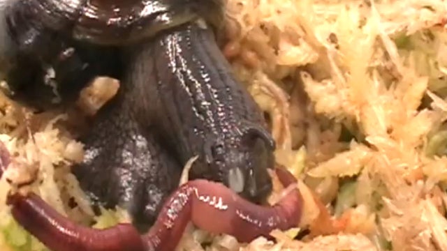 snail vs earthworm 