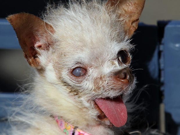 Yoda won the $1,000 top prize as the world's ugliest dog.  