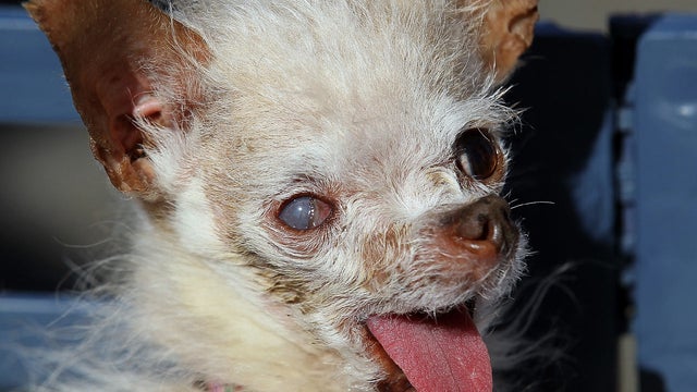 Yoda won the $1,000 top prize as the world's ugliest dog.  