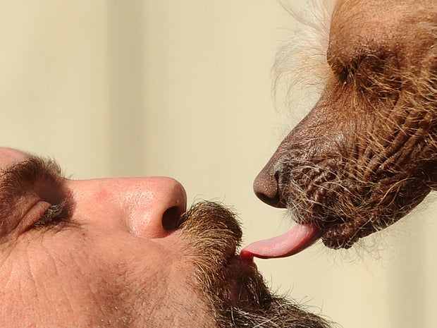 Ugly dog contestant Icky kisses owner Jon Adler for good luck shortly before the start of the 2011 World's Ugliest Dog Contest on June 24, 2011, in Petaluma, Calif. 