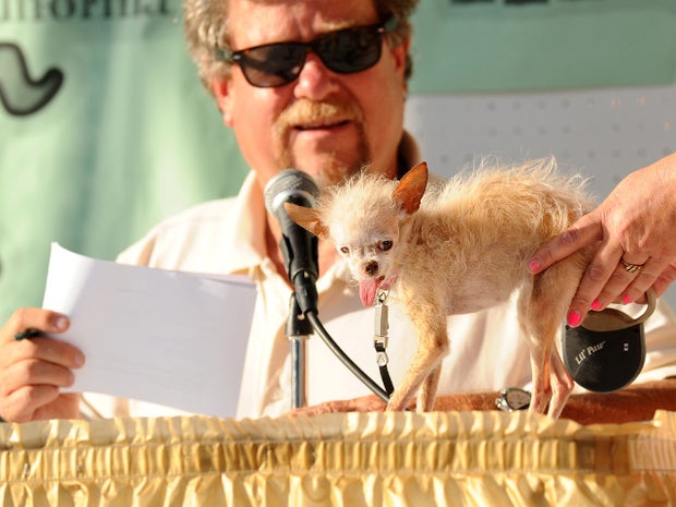 A judge evaluates Yoda during the 2011 World's Ugliest Dog Contest on June 24, 2011, in Petaluma, Calif. 