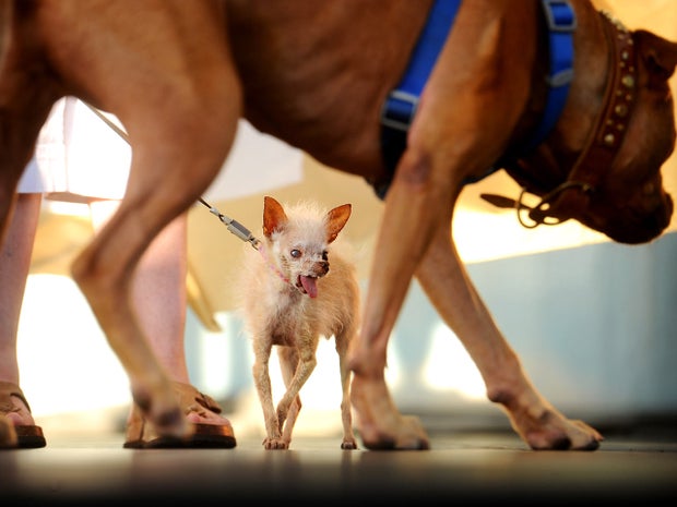 Yoda, the diminutive winner of the 2011 World's Ugliest Dog Contest, squares off against a boxer named Pabst. 