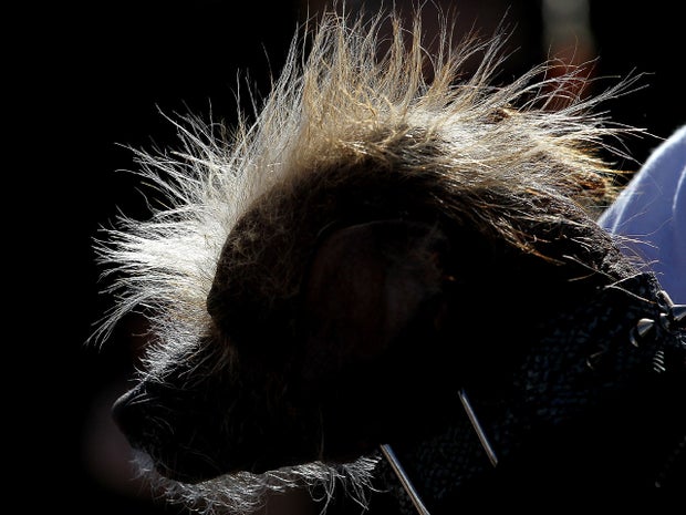 The hair of a Chinese Crested dog is seen lit by the sun during the 23rd Annual World's Ugliest Dog Contest at the Sonoma-Marin County Fair 