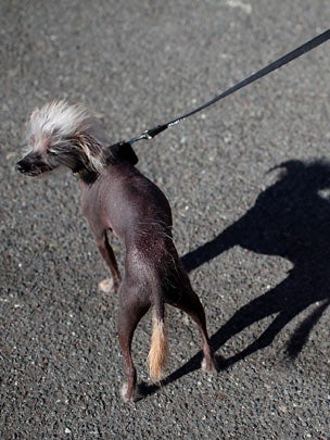 A Chinese crested named Frankie looks on during the 23rd Annual World's Ugliest Dog Contest at the Sonoma-Marin County Fair 
