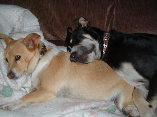 corky(smalldog) and Crockett the hound - from Karen in Railroad Flat 