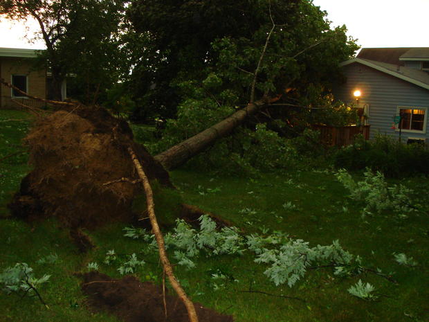 hutchinson-tree-damage.jpg 