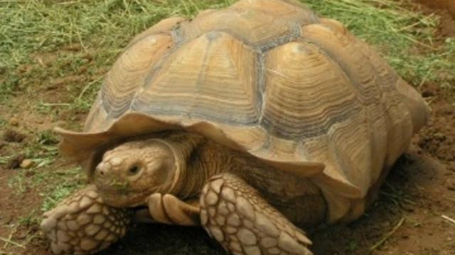 tortoise.jpg 