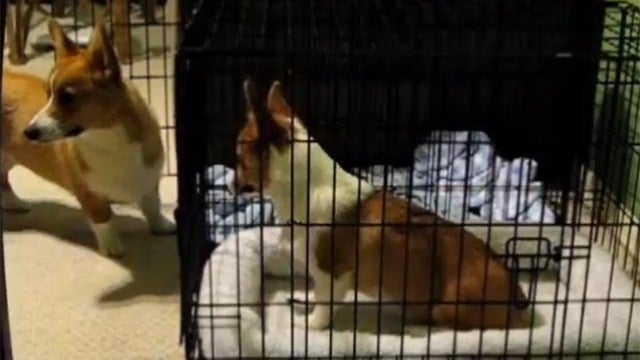 corgi jailbreak 