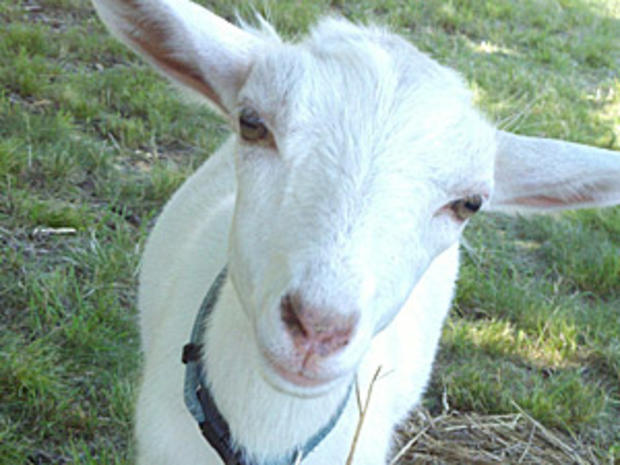 todd-goatner 