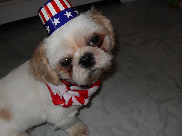 from-trisha-howell-of-oaklyn-nj-my-niece-kayla-dressed-up-her-puppy-max-in-honor-of-her-brother-leaving-for-coast-guard-training.jpg 