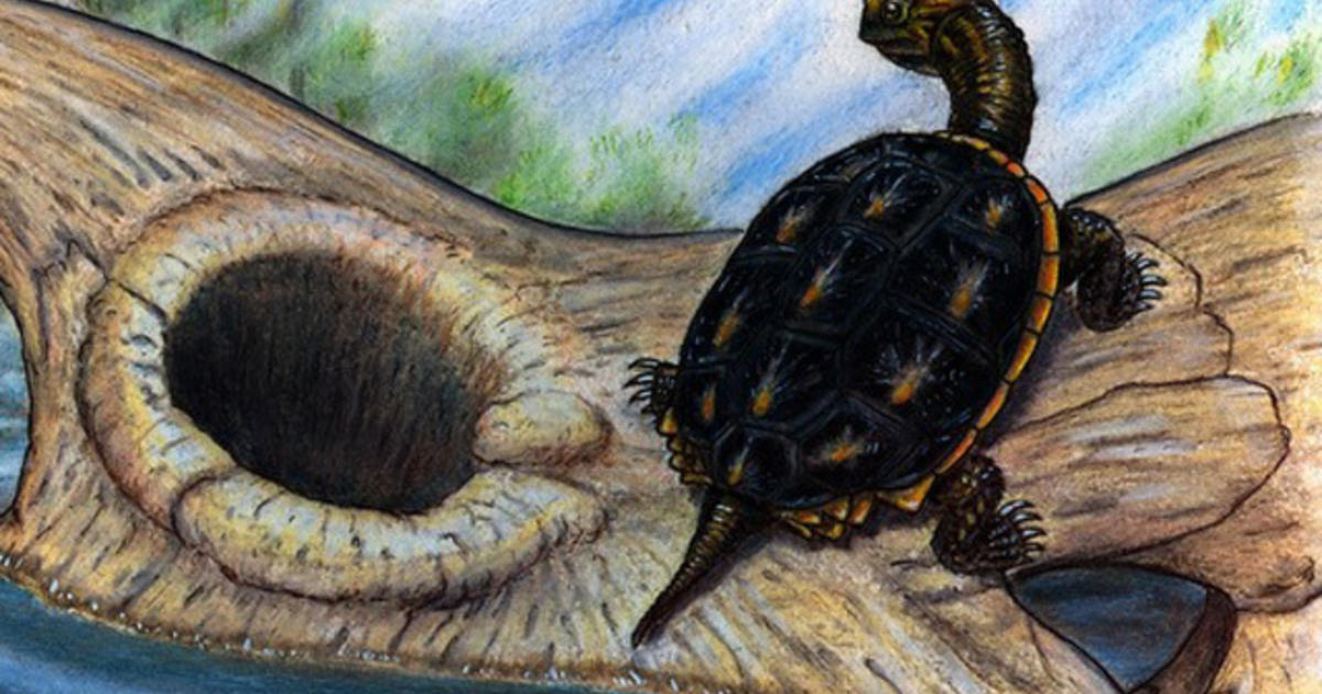 How Prehistoric Turtles Survived Meteor Menace Cbs News