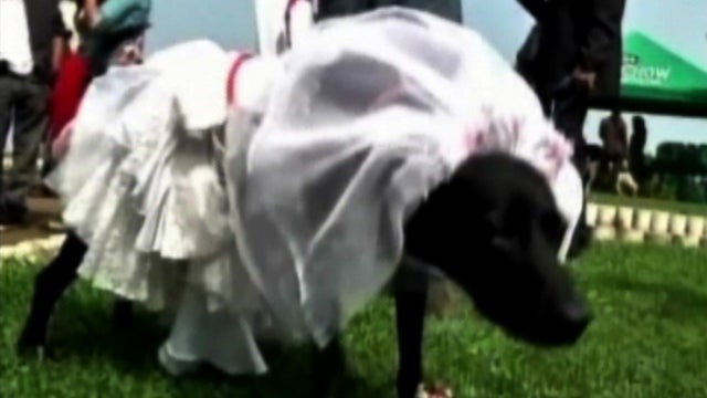 extra_0712_dog_weddings_copy.jpg 