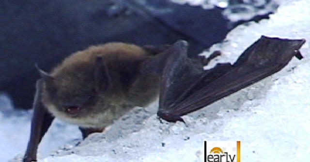 Dying bats called No. 1 mammal crisis in U.S. CBS News