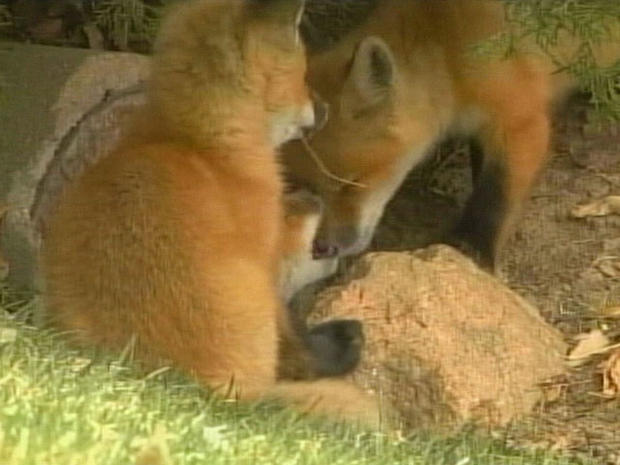 foxes-1.jpg 