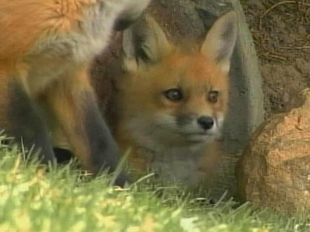 foxes-5.jpg 