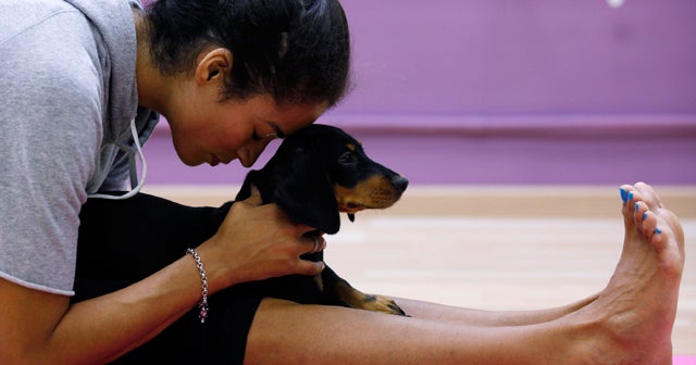 Doga: Aligning mind, body - and paws?