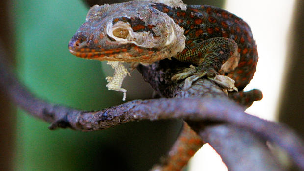 Geckos: False AIDS treatment in Asia 