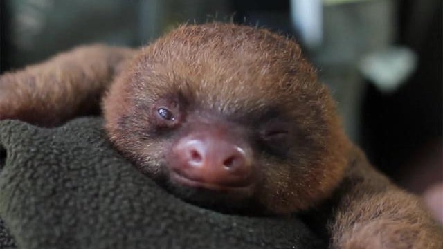 sleepy sloth 