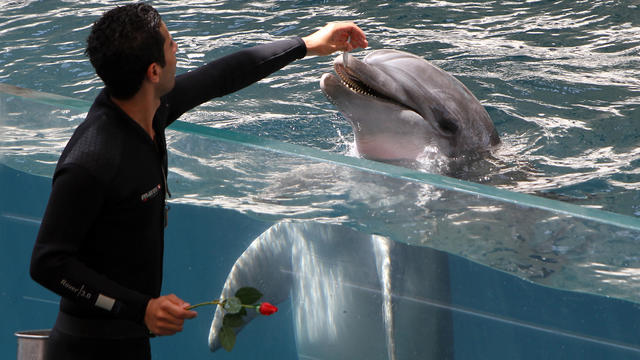 dolphins.jpg 
