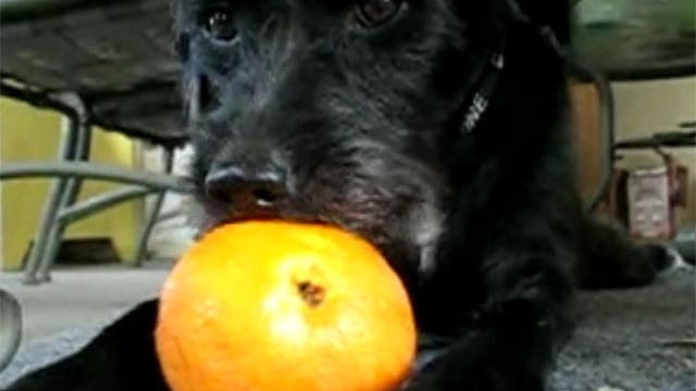 dog eats orange 