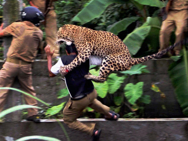 a leopard attacks a forest guard 
