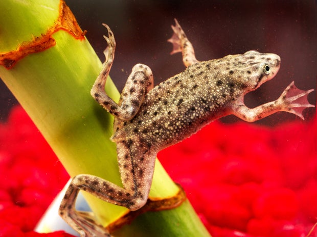 african dwarf frog