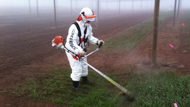Greenpeace activist destroyes genetically modified wheat 