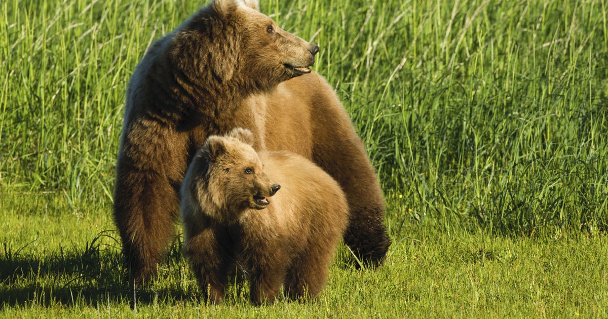 Hunter attacked by grizzly bear protecting her cubs in Alaska CBS News