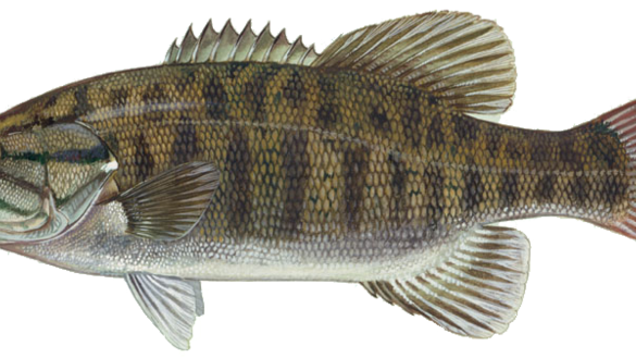 Smallmouth_bass2.png 