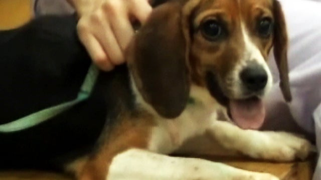 Scientists create glow-in-the-dark puppy 