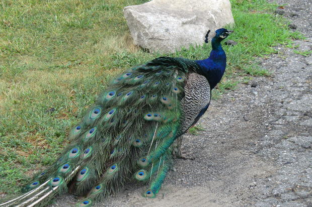 The tail of this male peacock helps direct sound to its ears. 