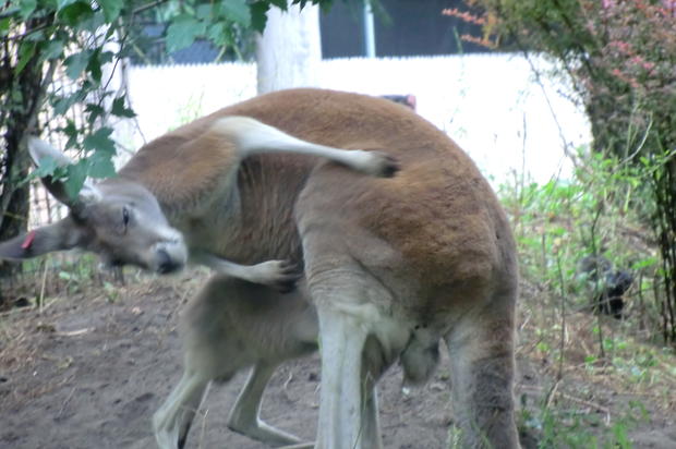 A joey climbs back into mom's pouch. 