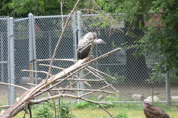 Vultures usually attack only sick animals. 