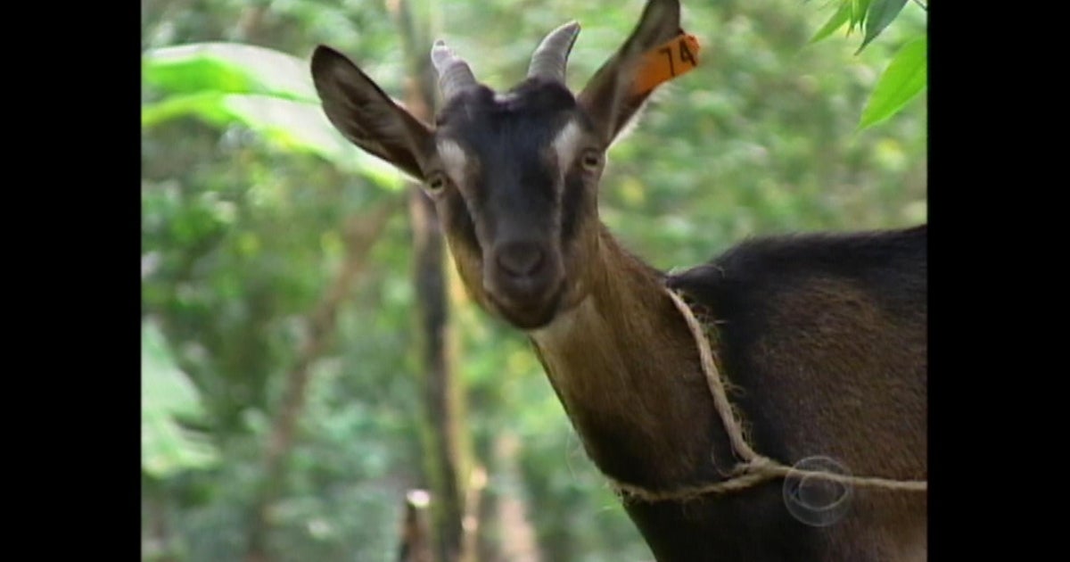 A goat walks into a bar in Butte... - CBS News
