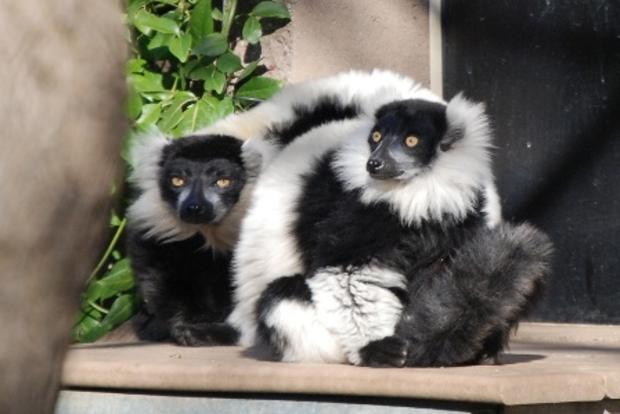 black and white ruffed lemurs at the Sacramento Zoo 