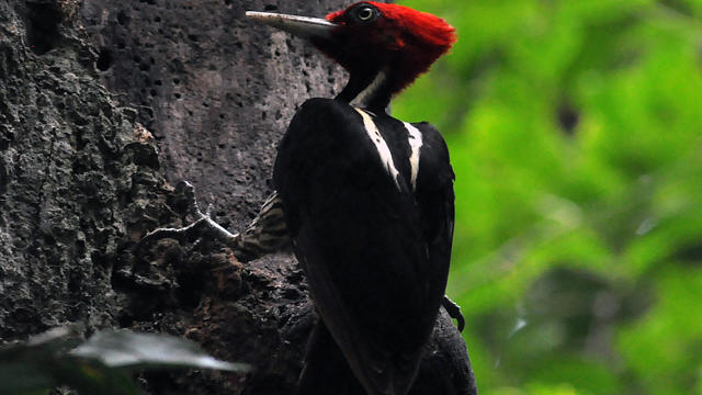 woodpecker.jpg 