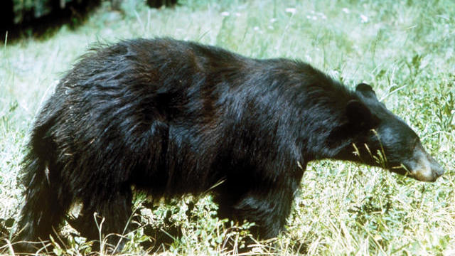 black-bear.jpg 
