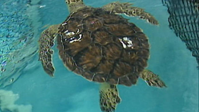 lns-sea-turtles-released.jpg 