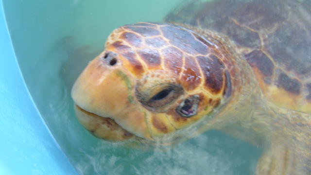 sara-the-sea-turtle.jpg 