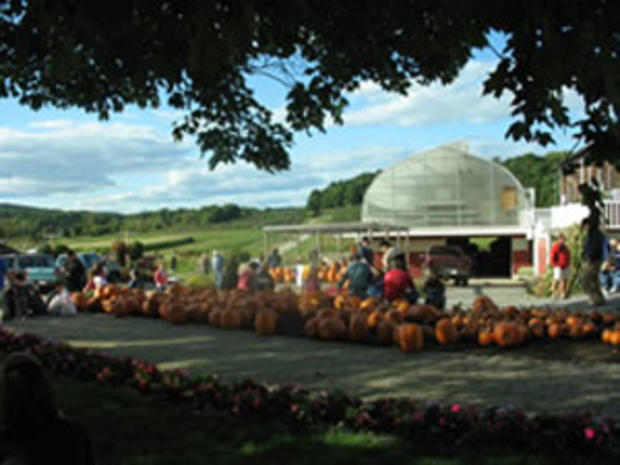 10.7.11 - Travel &amp; Outdoors – A Guide to Pumpkin Picking Around Boston - ciderhill_pumpkins 