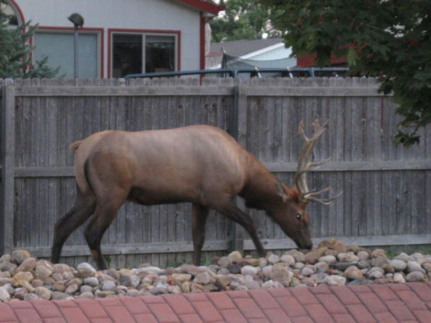 Elk in Lakewood 