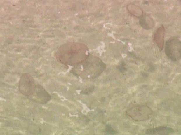 jellyfish1.jpg 