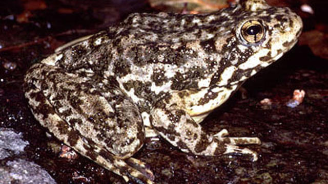 yellow-legged-frog.jpg 