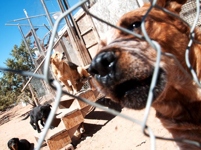 Pet hoarding horrors: 27 photos spotlight cruel disorder