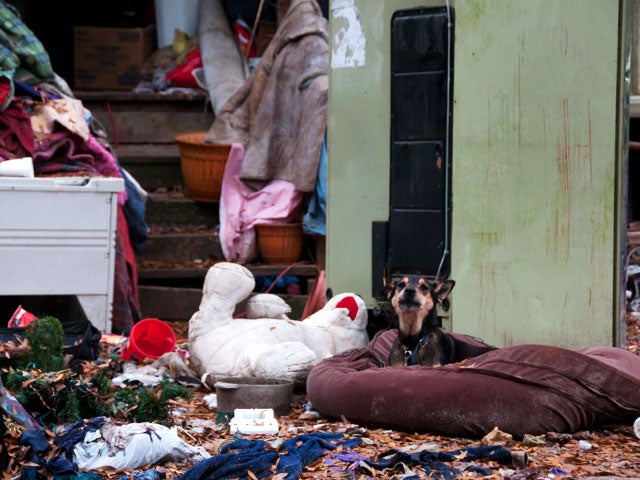 Pet hoarding horrors: 27 photos spotlight cruel disorder